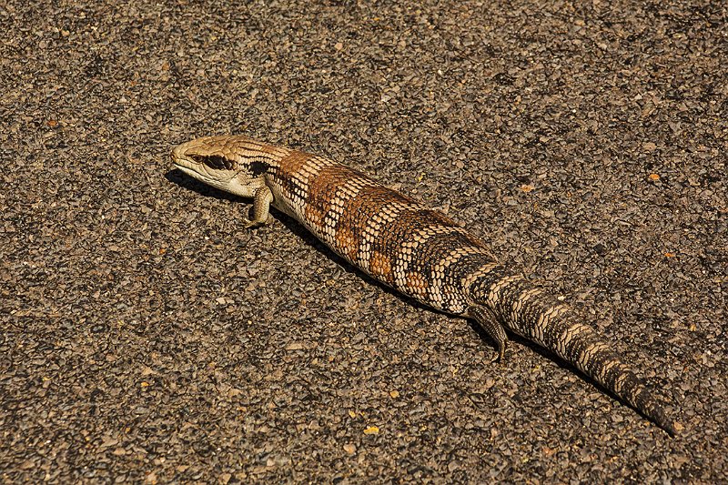 blue tongue.jpg